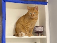 Olly orange tabby