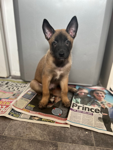 Belgian Shepherd Dog (Malinois) – Belgian Malinoise Puppies