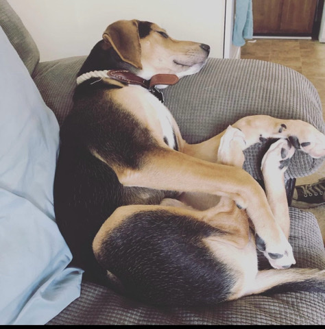 Boxer – Nico
