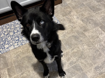 Border Collie – border collie/ husky – Elmira