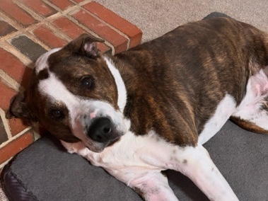 American Pit Bull Terrier – Adopt Me
