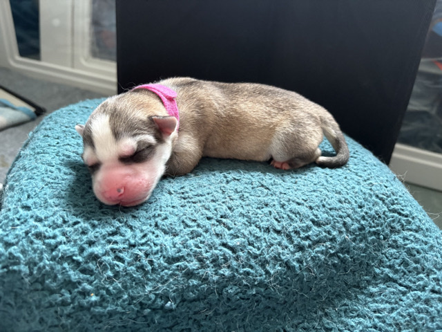 Siberian Husky – Siberian Husky (Female) – Coram