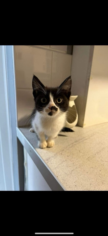 female kitten