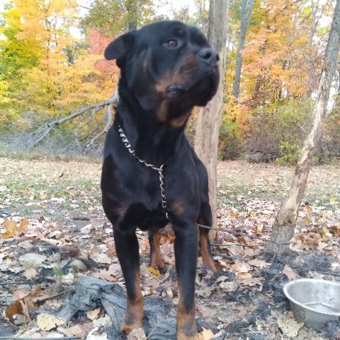 Rottweiler – 2 year old Rottweiler (Rocco)