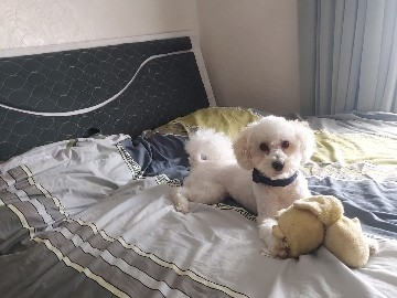 Poodle – Exceptional Toy Poodle Male, Home-Raised, Healthy