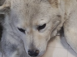 Siberian Husky – 🐾💕 Hi, my name is Pinky, and I'm looking for my forever home! 🩷 – Golden Valley