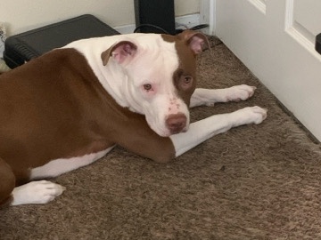 American Pit Bull Terrier – Rehome May,6 – Las Vegas