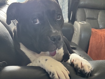 American Pit Bull Terrier – Looking to rehome! – Cedar Rapids