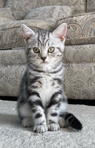British Shorthair – classic silver tabby British shorthair boys
