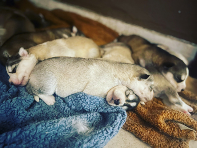 Alaskan Malamute – Alusky Puppies