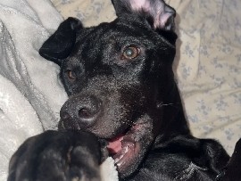 Labrador Retriever – Sweet Female Black Lab – Greenville