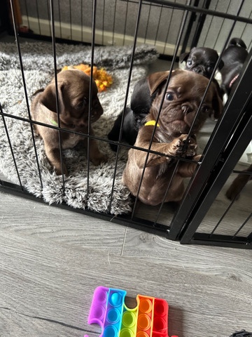 Pug – pug puppy’s 1 chocolate tan and white girl left!