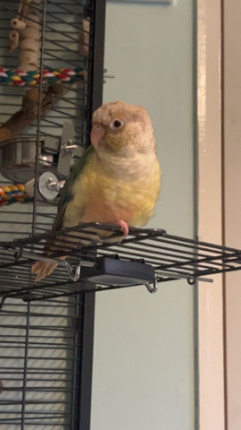 Conures – Hand Reared Turquoise PineappleConure + setup