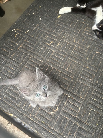kittens