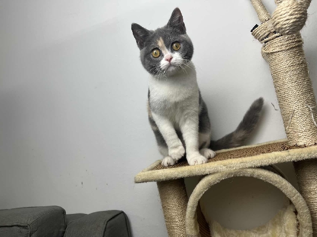 British Shorthair – British short hair golden