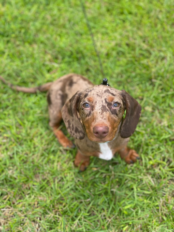 dachshund