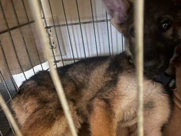 Old German Shepherd Dog – k9 – Columbus
