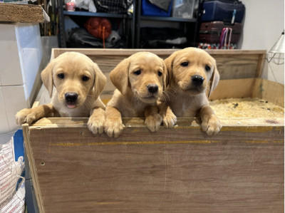 Labrador Retriever – Fox red Labrador Retrievers pups for sale. – Nottingham