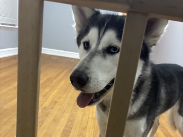 Siberian Husky – landlord issues siberian female husky last week – Chicago