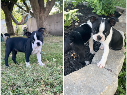 AKC Boston Terrier Puppies – 2 Females