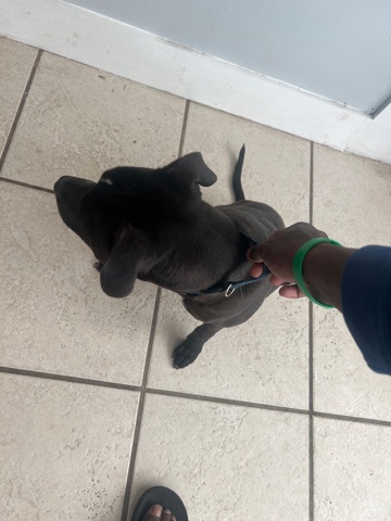 American Staffordshire Terrier – dog for sale