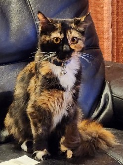 Sphynx – 10 month large kitten