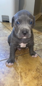 American Bulldog – bully x Lab Puppies