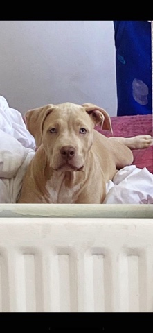 American Bulldog – male xl bully