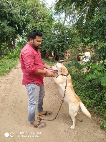 Labrador Retriever – my dog & dog house is sale urgently