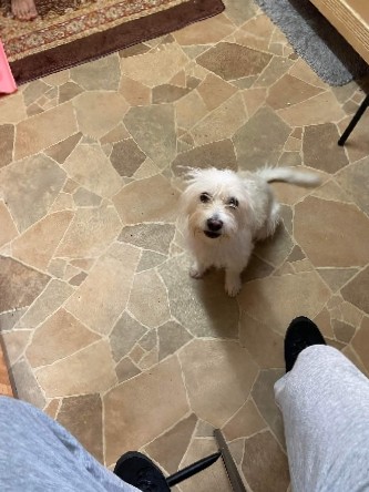Maltese – Maltese