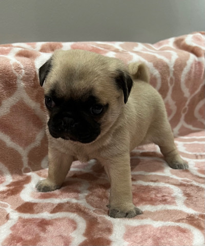 Pug – adorable Pug puppies, ready to go to their new hom