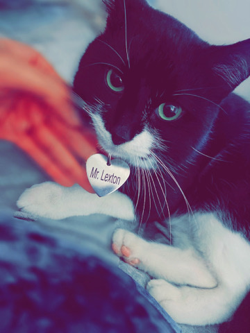 American Shorthair – Rehome Male cat