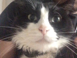 Norwegian Forest cat – Bagel – Charlotte