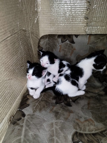 Russian White, Black and Tabby – kittens white,white and black Phon.number in price