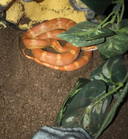 corn snake