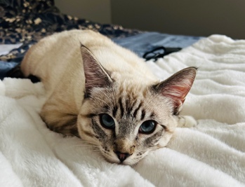 Siamese kitten (6 months old) male