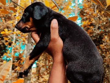 AMERICAN DOBERMAN PUPPIES 🐕