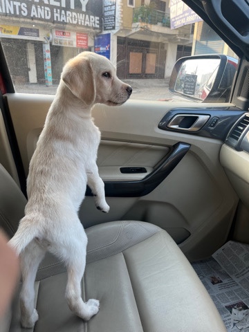 Labrador Retriever – caesar