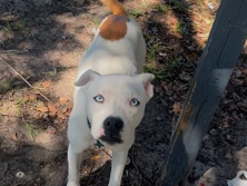 American Pit Bull Terrier – pitbull mixed with bully – Panama City