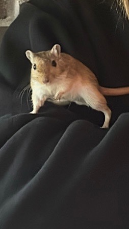 2 Male Gerbils for Sale