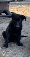 German Shepherd – Selling puppies