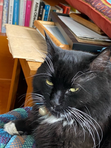 Cat for rural, pet free home