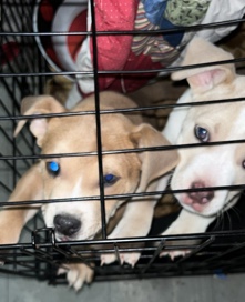 American Pit Bull Terrier – 2 pits for sell puppies