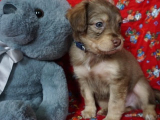 Poodle – Poodle mix boy ready for forever home – Sugar Land