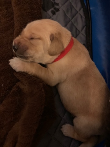 Labrador Retriever – Double Doodle puppies