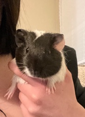 petshome%2Fadverts%2FuQvgllrV1kM7vfDdJuON%2Fmain image