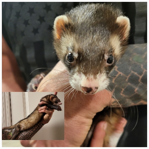 2 Ferrets