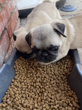 Pug – 2 months pugs