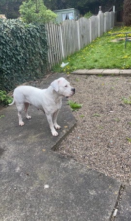 Dogo Argentino – snowy dog half amarican bulldog