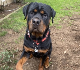 Rottweiler – Bruno my Rottweiler – Vancouver